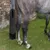 ZenPets Sac de protection de queue de cheval ZenPets Sac de protection de queue de cheval