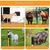 ZooVenture Lot 2 Tapis Griffoirs Pour Cheval Bovin Chèvre Mouton