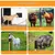 ZooVenture Lot 2 Tapis Griffoirs Pour Cheval Bovin Chèvre Mouton