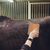 ZooVenture Brosse De Toilettage Et De Massage Pour Chevaux Chats Chiens