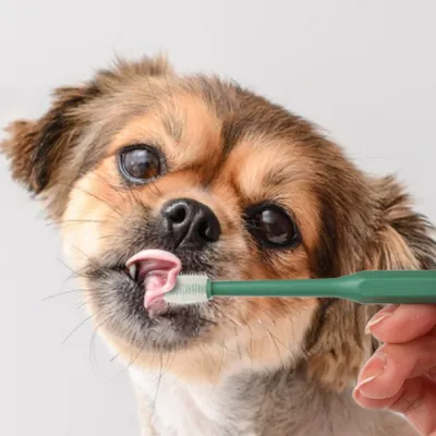 ZenPets Brosses à dents pour chat et chien