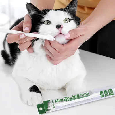 FurryFusion Lot de 5 brosses à dents pour animaux