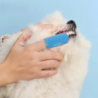 FurryFusion Ensemble de dentifrice et brosse à dents pour chat