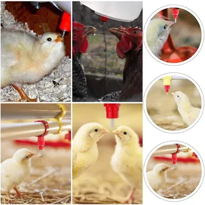 ZooVenture 15 Biberons Auto Eau Volaille Pour Poules Canards