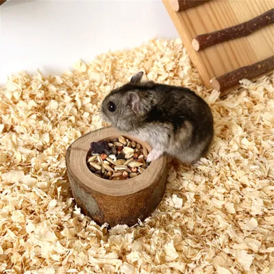 Pet Planet Bol en bois de pommier pour hamsters