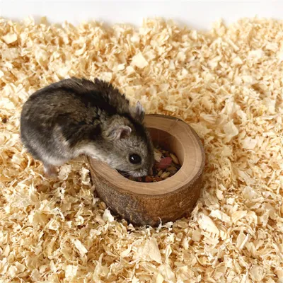 Pet Planet Bol en bois de pommier pour hamsters