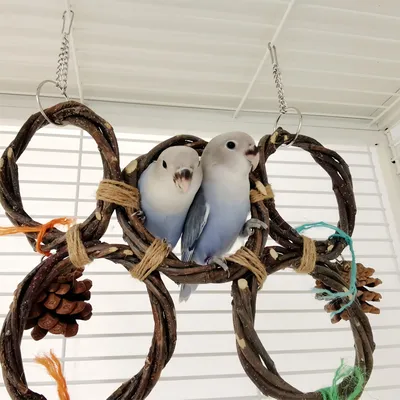 FurryFusion Jouet de balançoire suspendue pour oiseaux