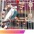 ZooVenture Lot De 6 Jouets À Mâcher En Bois Naturel Pour Oiseaux
