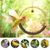 FurryFusion Jouet pour oiseau Ring Swing
