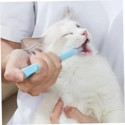 ZenPets Distributeur de pilules pour chat
