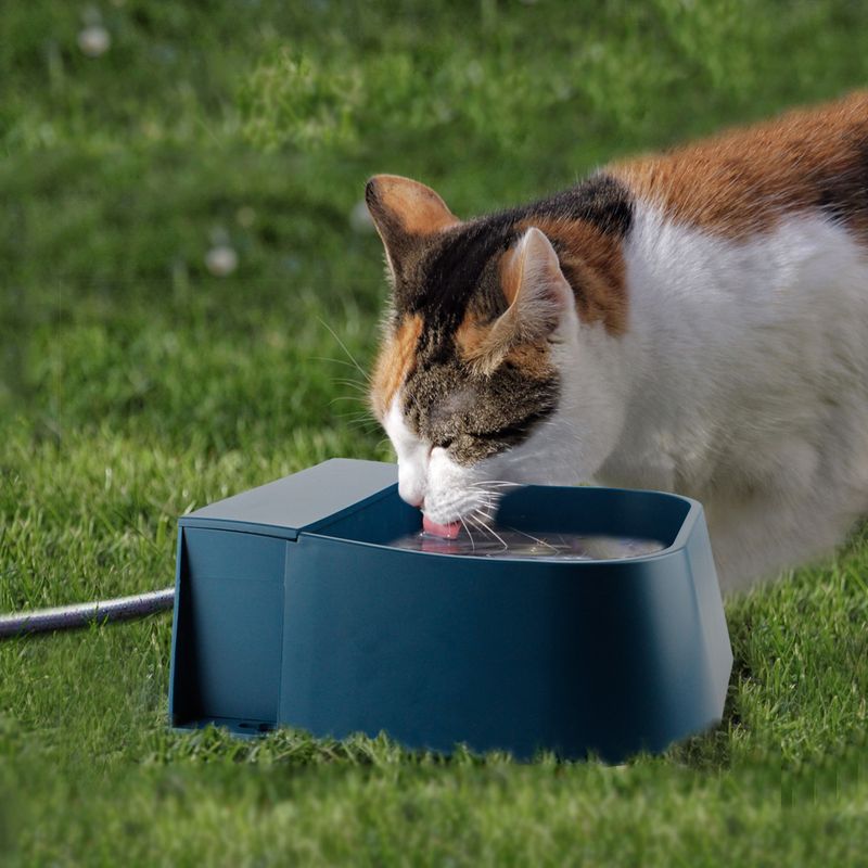 Abreuvoir automatique pour animaux de compagnie avec robinet à flotteur