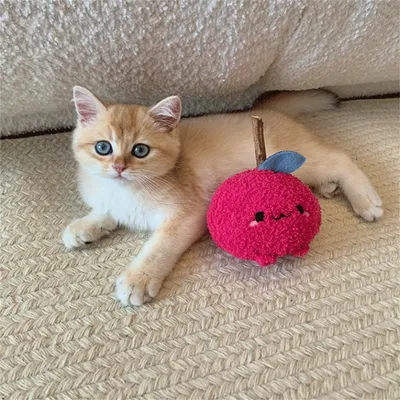 Pet Planet Jouet pour chat en bois de tatarin