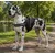 Harnais pour Chien Harnais pour Chien