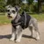 Harnais pour Chien Harnais pour Chien