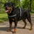 Harnais pour Chien Harnais pour Chien