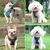 Qinhul Harnais et laisses réfléchissants pour chiens