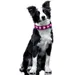 Collier lumineux pour chien