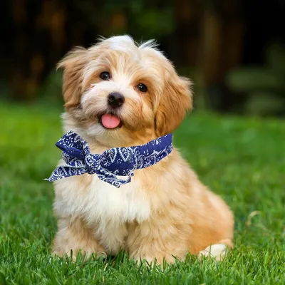 Qinhul Colliers rafraîchissants pour chats et chiens