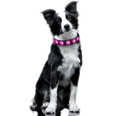 Collier lumineux pour chien Collier lumineux pour chien