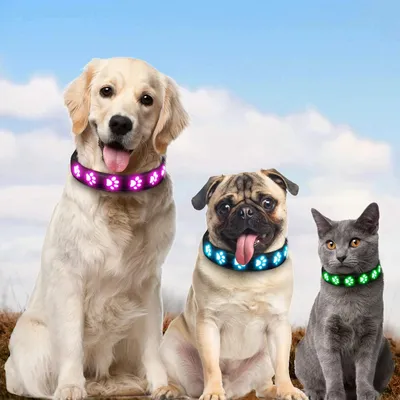 Collier lumineux pour chien