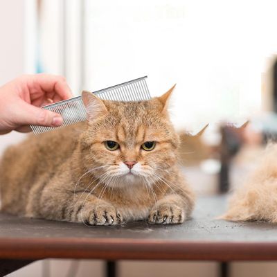 Qinhul Peigne de toilettage pour chat