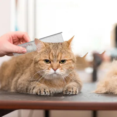 Qinhul Peigne de toilettage pour chat