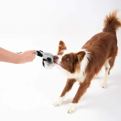 Qinhul Jouets en peluche pour chiens