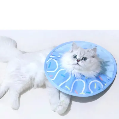 Qinhul Collier de rééducation anti-léchage pour chat