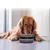 Bol à boire pour chien résistant aux éclaboussures