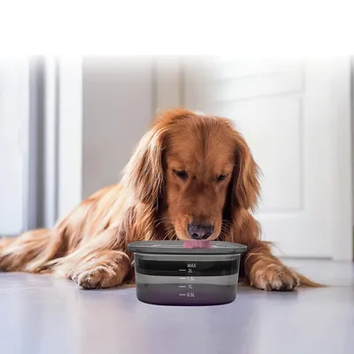 Bol à boire pour chien résistant aux éclaboussures