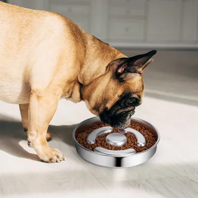Gamelle pour chien à alimentation lente en acier inoxydable