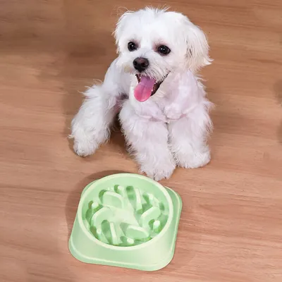 Qinhul Gamelle pour chien slow food