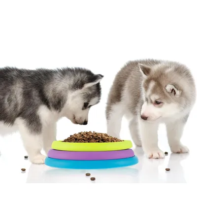 Qinhul Distributeur de friandises pour chiots