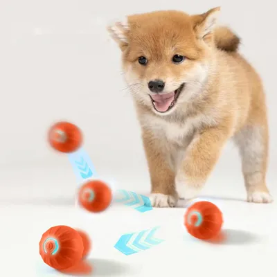 Qinhul Balle interactive pour chien