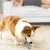 Balle interactive intelligente pour chien