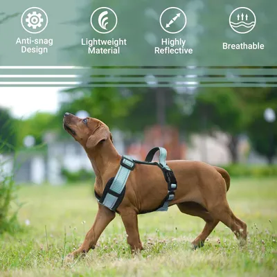 Qinhul Harnais et laisse pour chien