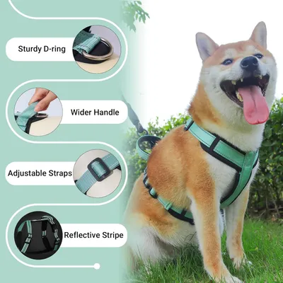 Qinhul Harnais et laisse pour chien
