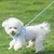 Qinhul Harnais et laisse respirants pour chien