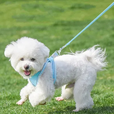 Qinhul Harnais et laisse respirants pour chien