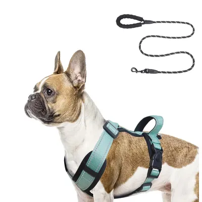 Qinhul Harnais et laisse pour chien Qinhul Harnais et laisse pour chien