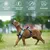 Qinhul Harnais et laisse pour chien