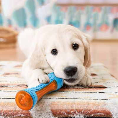 Jouet flottant pour piscine pour chien