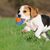 Jouet flottant pour piscine pour chien