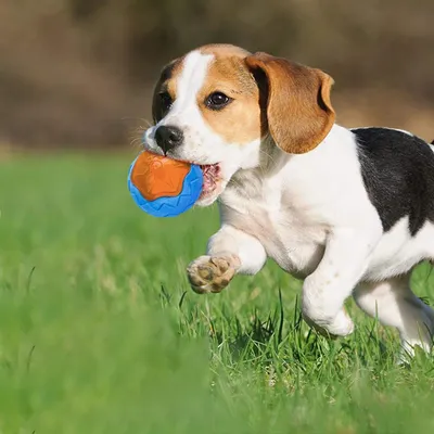Jouet flottant pour piscine pour chien