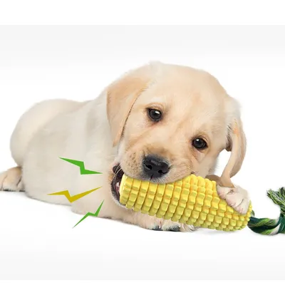 Qinhul Bâton de dents de chiot