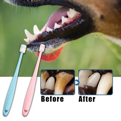 Qinhul Brosse à dents nettoyante pour chat et chien