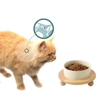 Qinhul Gamelle surélevée en céramique pour chat