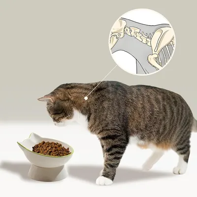 Qinhul Gamelle surélevée en céramique pour chat