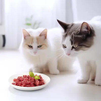 Qinhul Gamelle pour chat avec fond en silicone antidérapant