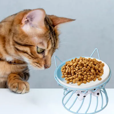 Qinhul Gamelle surélevée en céramique pour chat